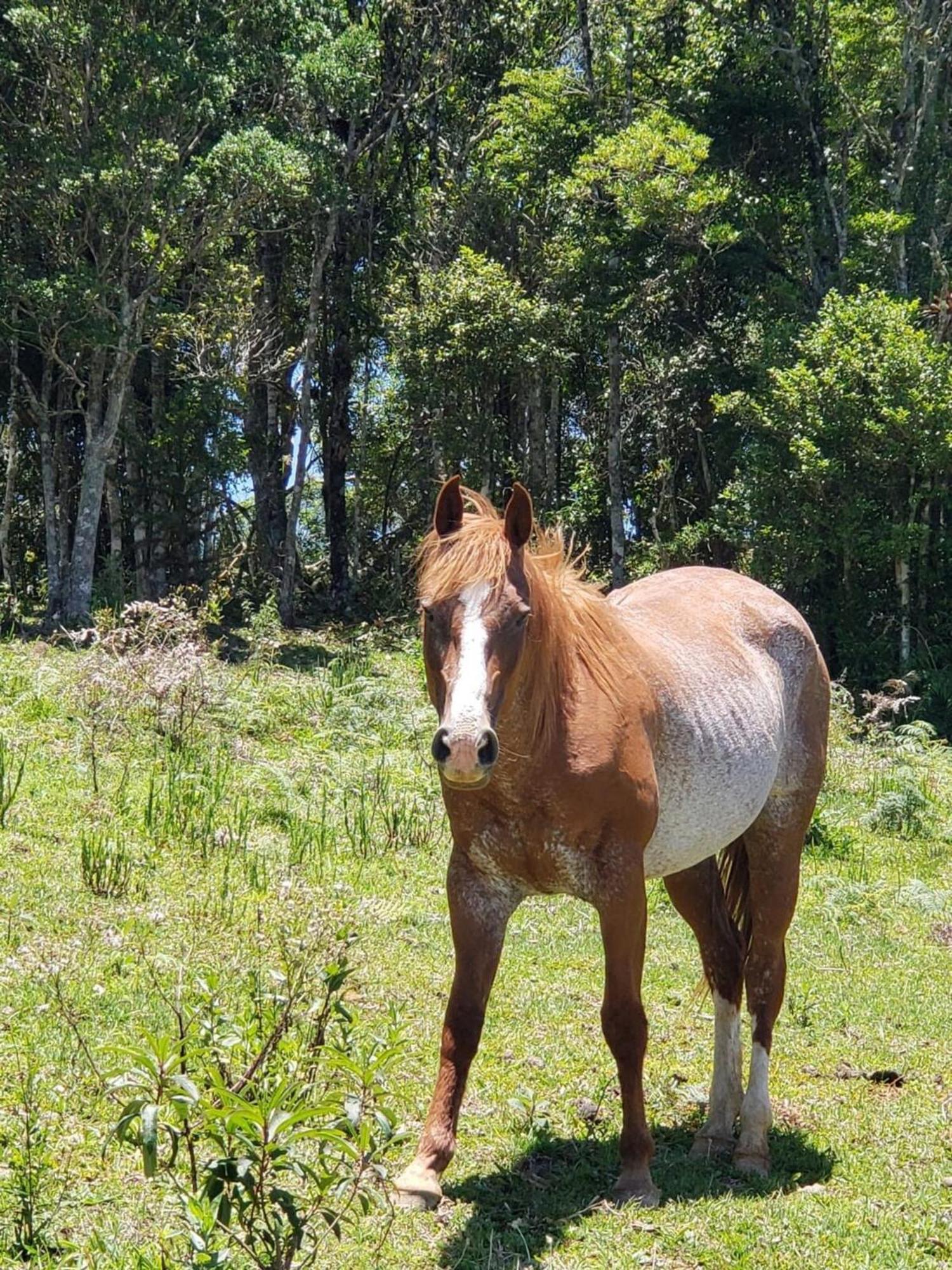 Rancho Sol Poente - Rancho Queimado - Sc Villa Buitenkant foto