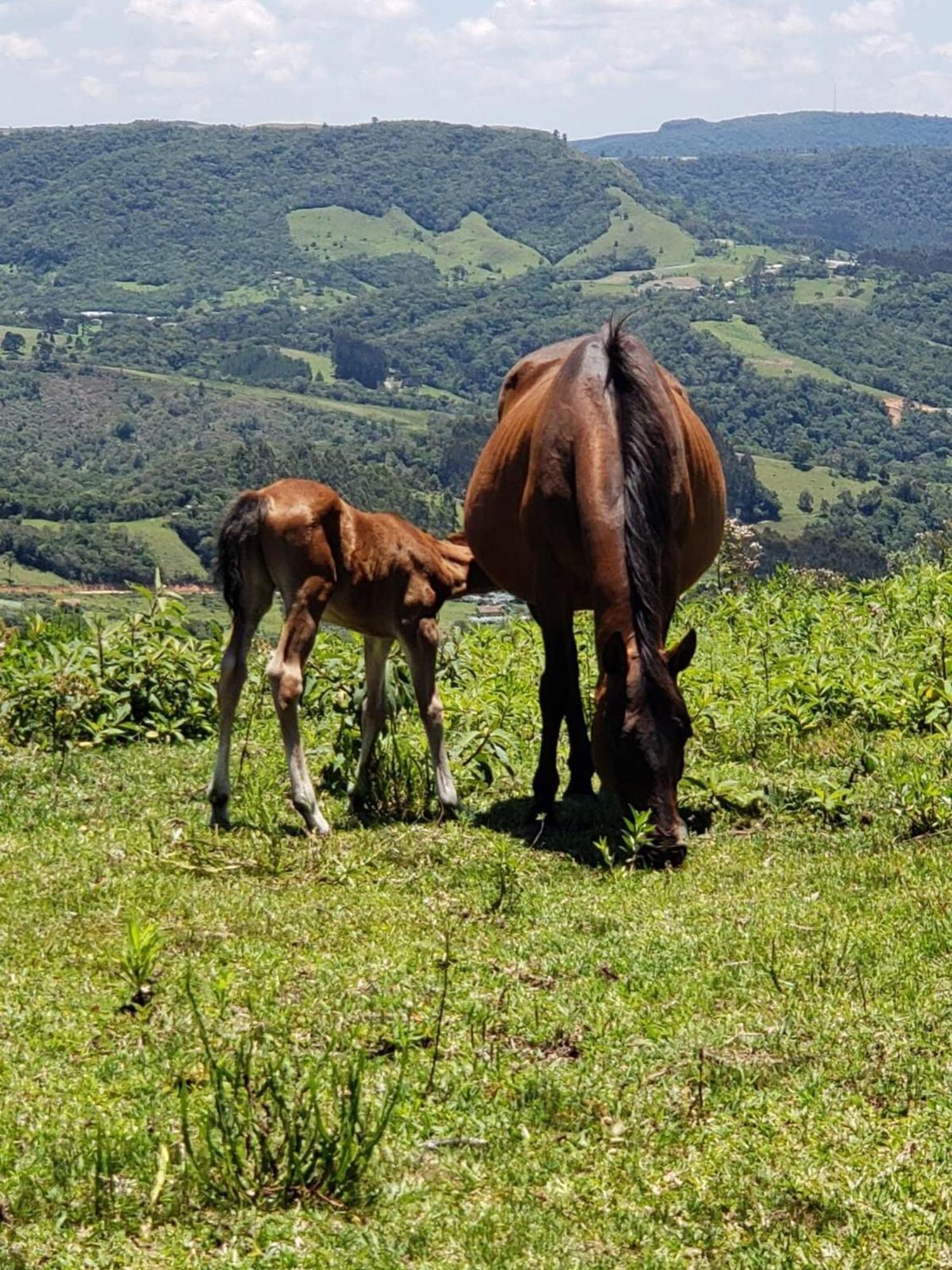 Rancho Sol Poente - Rancho Queimado - Sc Villa Buitenkant foto